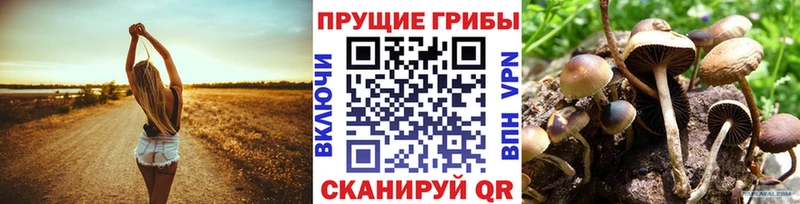 Псилоцибиновые грибы Psilocybine cubensis  купить  сайты  Каменногорск 